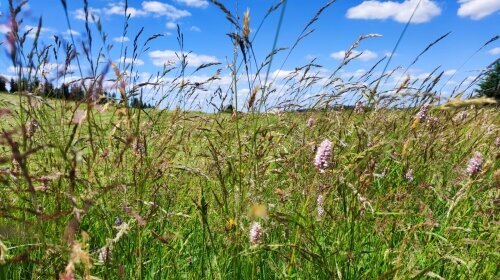 Schöne Asten Resort Winterberg - Zimmer