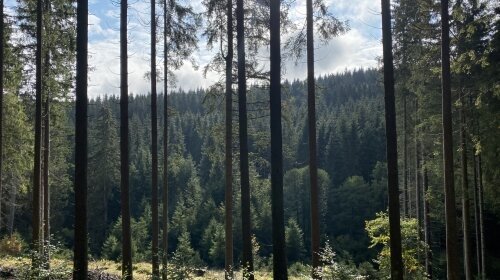 Schöne Asten Resort Winterberg - Zimmer