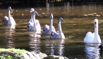 Schwan