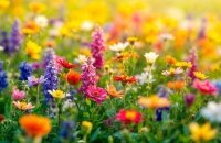 SBB - Frühling