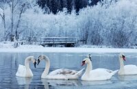 SBB - Winter