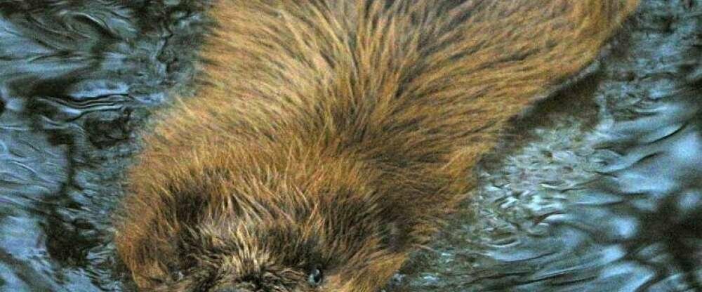 Seehotel Luisenhof - Umgebung