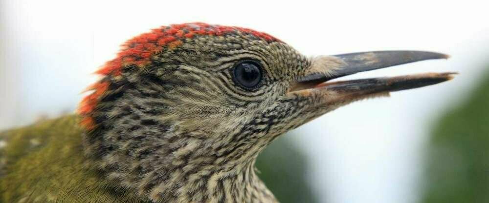 Seehotel Luisenhof - Umgebung