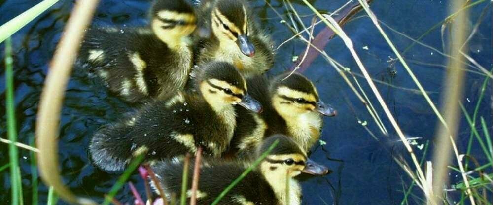 Seehotel Luisenhof - Umgebung