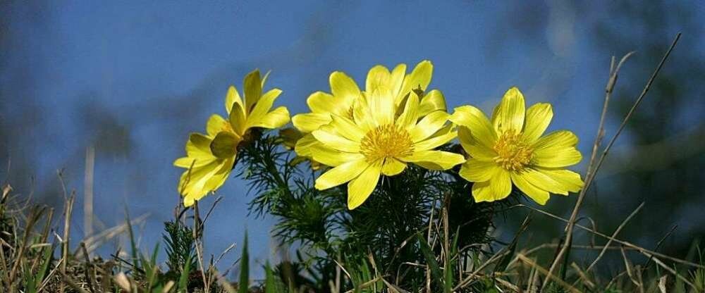 Seehotel Luisenhof - Umgebung