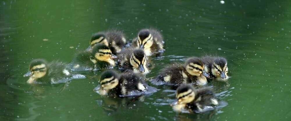 Seehotel Luisenhof - Umgebung