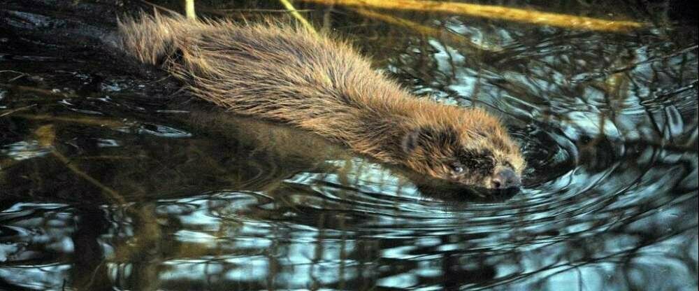 Seehotel Luisenhof - Umgebung