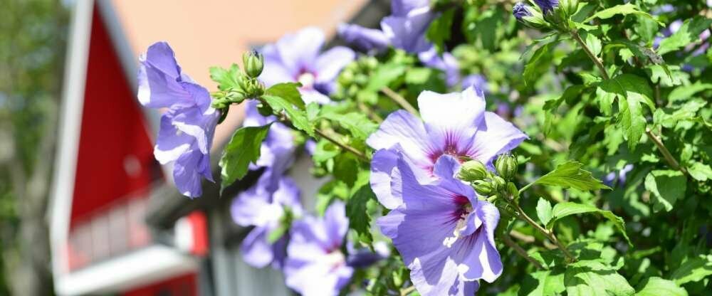 Blühender Sommergarten