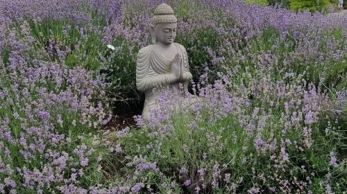 Aromen und Düfte im lippischen Lavendelland bei Detmold. Firma TAORIS