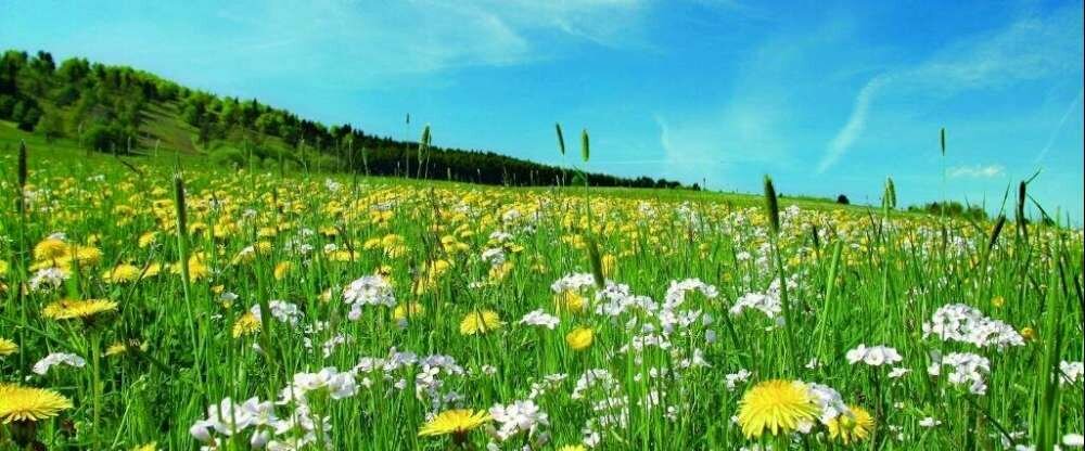 Sonnenhof-Willingen - Umgebung