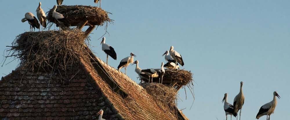 Störche am Affenberg Salem