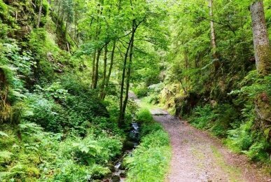 Umgebung, Quelle: Landhotel Basler Hof am Schlosswald