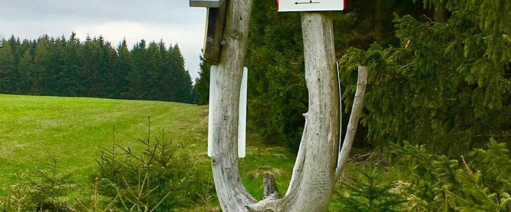 Wandern und Waldbaden direkt in der Umgebung.