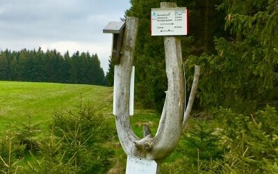 Wandern und Waldbaden direkt in der Umgebung.