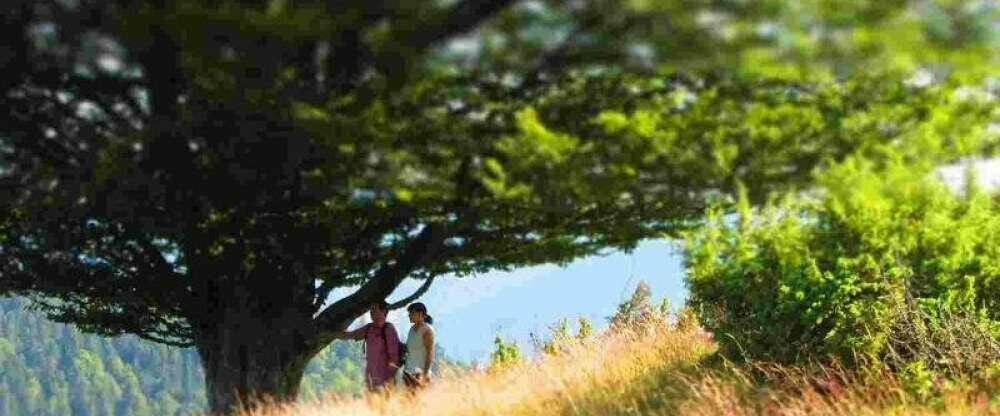 Urlaub im Hochschwarzwald