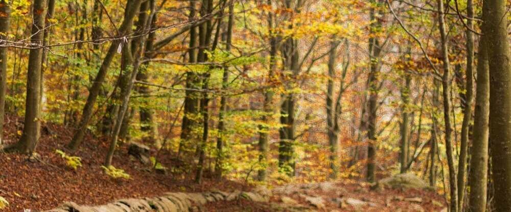 Schöne Wanderungen mit Hund