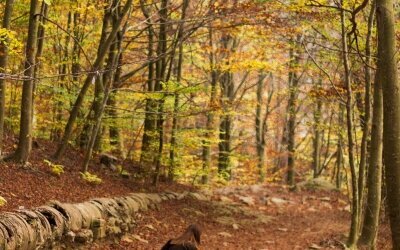 Schöne Wanderungen mit Hund