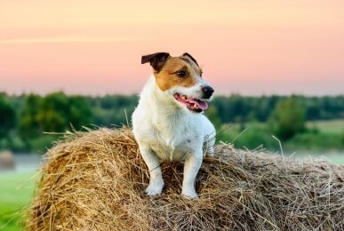 Urlaub mit Hund, Quelle: Sunderland Hotel