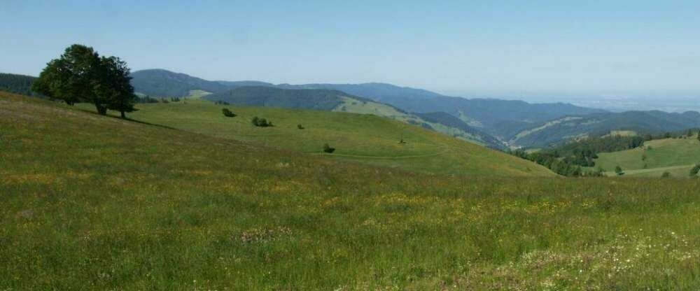 Vitalhotel Grüner Baum - Umgebung