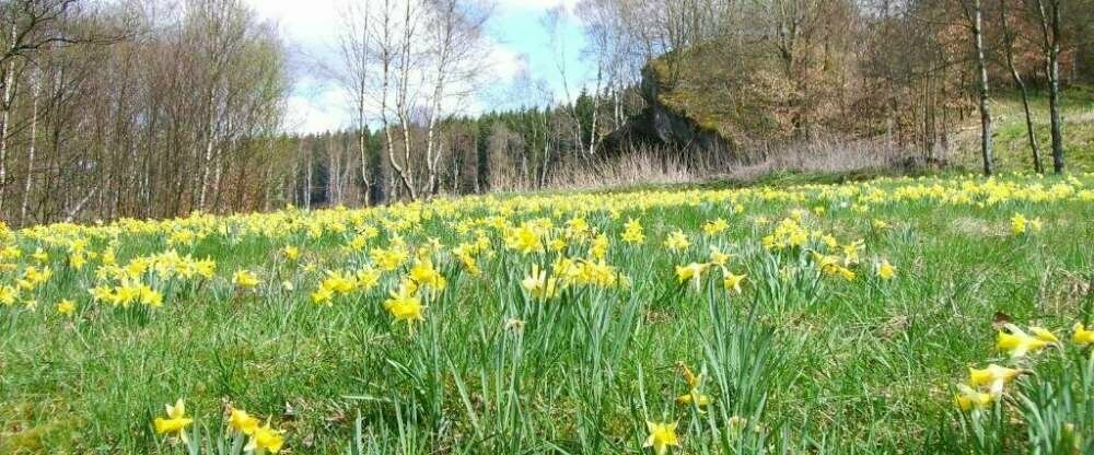 Vulkanhotel balance&selfness - Umgebung