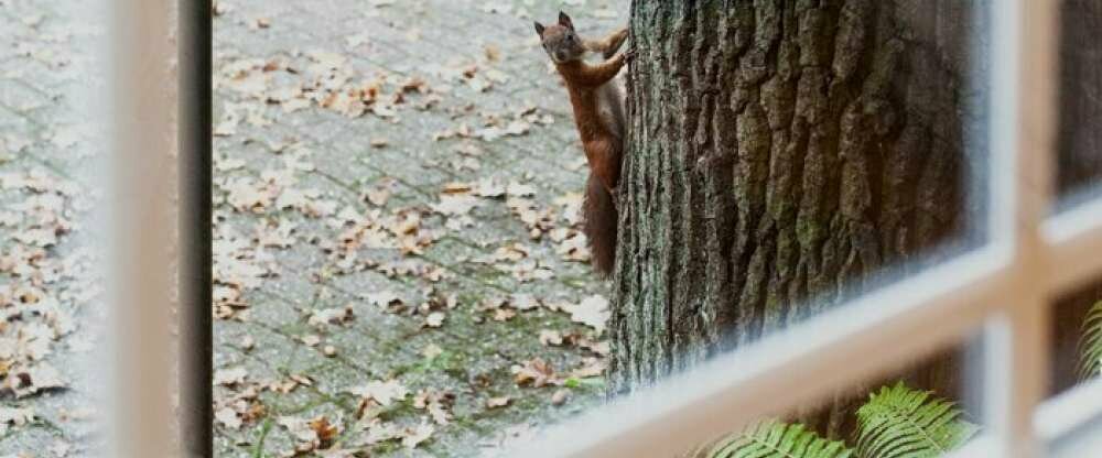 Waldhotel Eiche - Tagungsraum