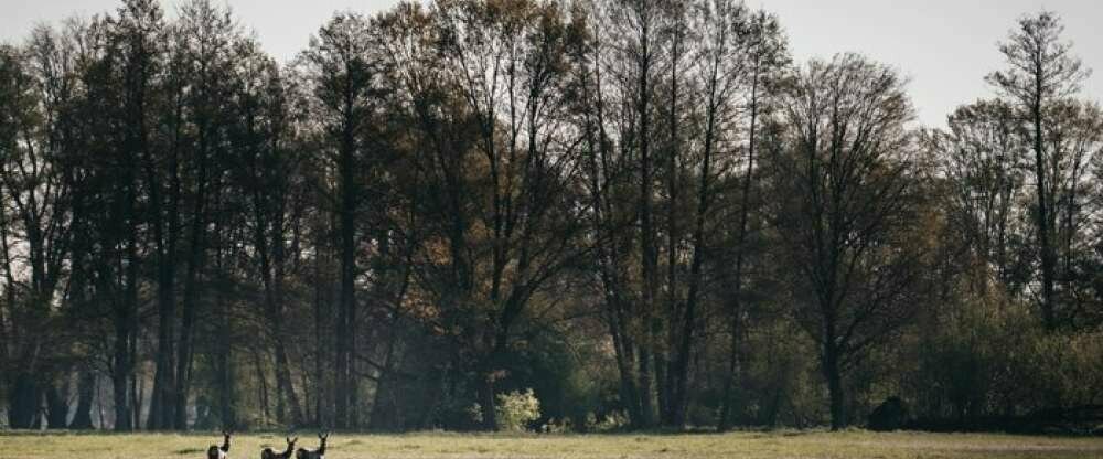 Waldhotel Eiche - Umgebung