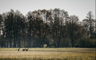 Waldhotel Eiche - Umgebung