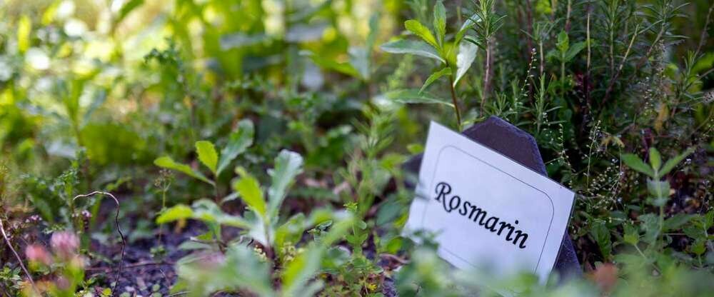 Vielen Gartenkräuter aus dem hoteleigenen Kräutergarten ernten wir selbst...für eine gesunde und frische Würze der Speisen.