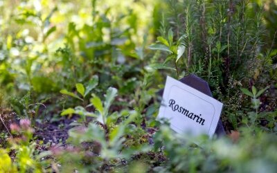 Vielen Gartenkräuter aus dem hoteleigenen Kräutergarten ernten wir selbst...für eine gesunde und frische Würze der Speisen.