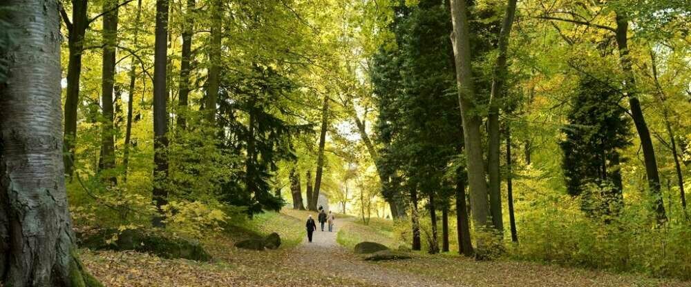 Waldhotel Schäferberg - Umgebung, Waldspaziergang