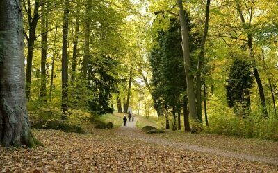 Waldhotel Schäferberg  - Umgebung, Waldspaziergang