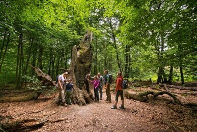 Waldhotel Schäferberg - Umgebung der Reinhardswald, Quelle: Waldhotel Schäferberg 