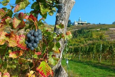 Weinberge, Quelle: Alte Klavierfabrik Meißen