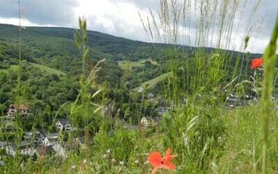 Weingut Pia Stassen - Umgebung