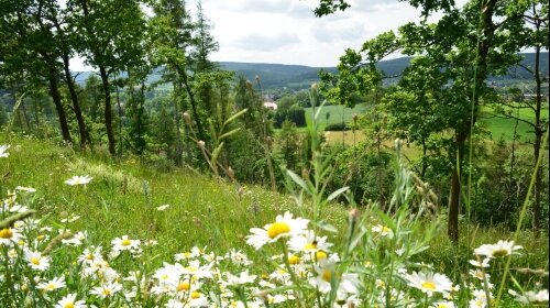 Wohlfühlhotel DER JÄGERHOF - Umgebung