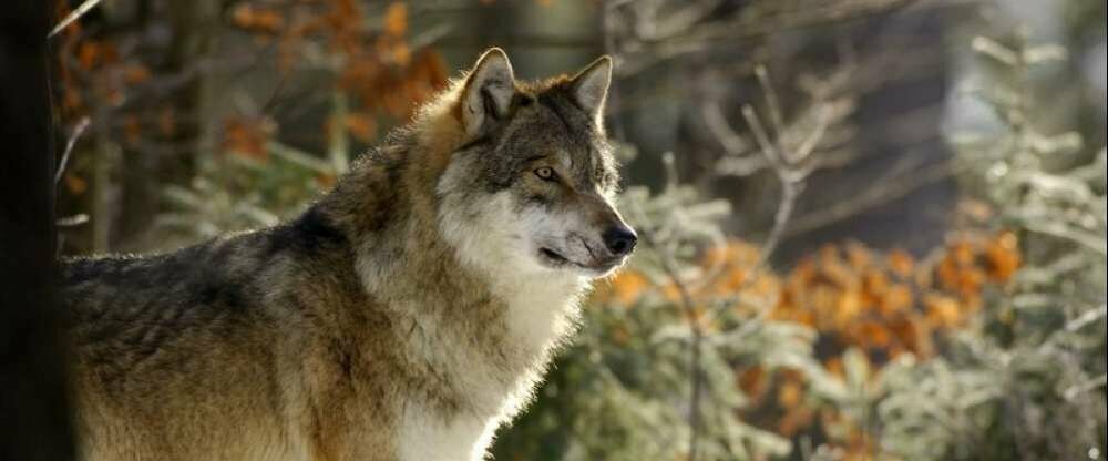 Besuchen Sie den Wolf im Tierfreigelände des Nationalparks