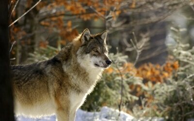 Besuchen Sie den Wolf im Tierfreigelände des Nationalparks