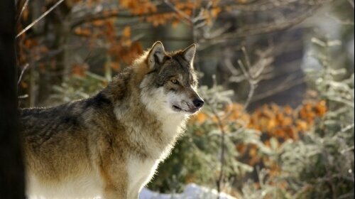 Besuchen Sie den Wolf im Tierfreigelände des Nationalparks