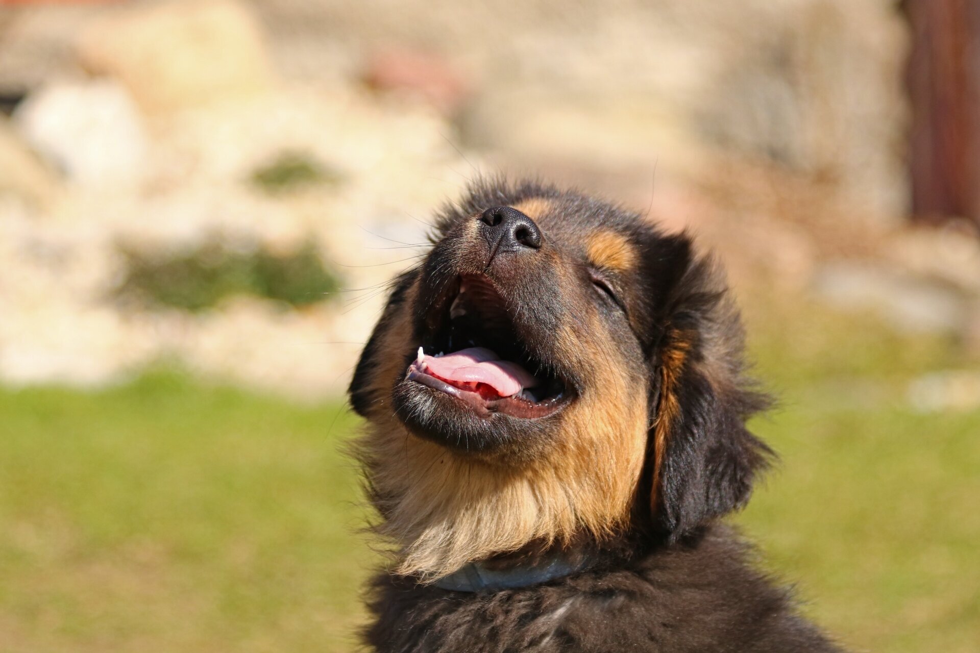 Hund