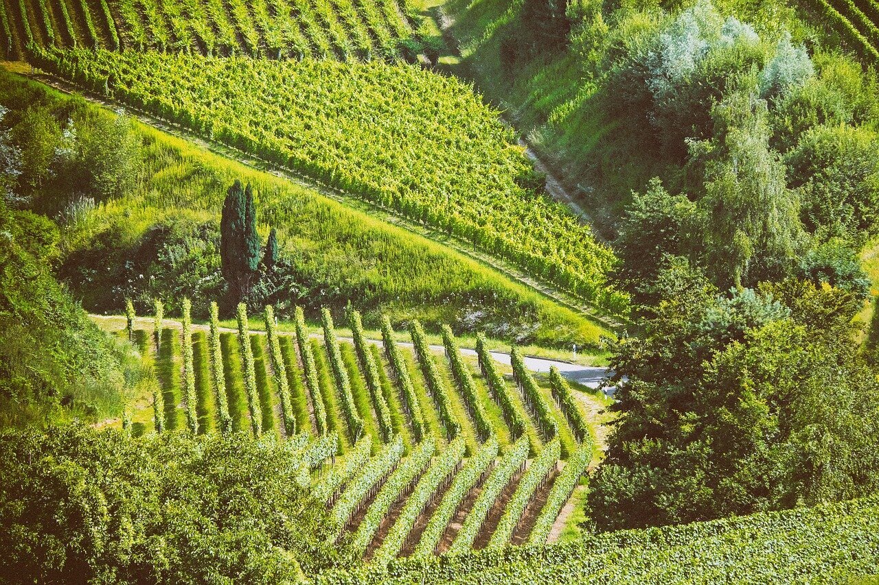 Sonnenuntergang und Wein