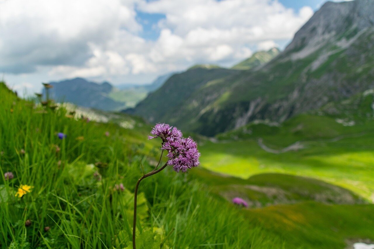  Blue cornflowers