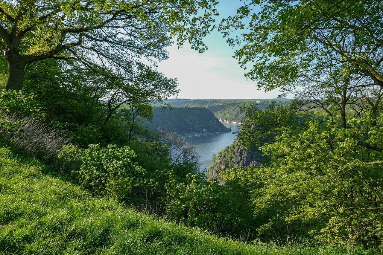 Rieslingtrauben und Mosel