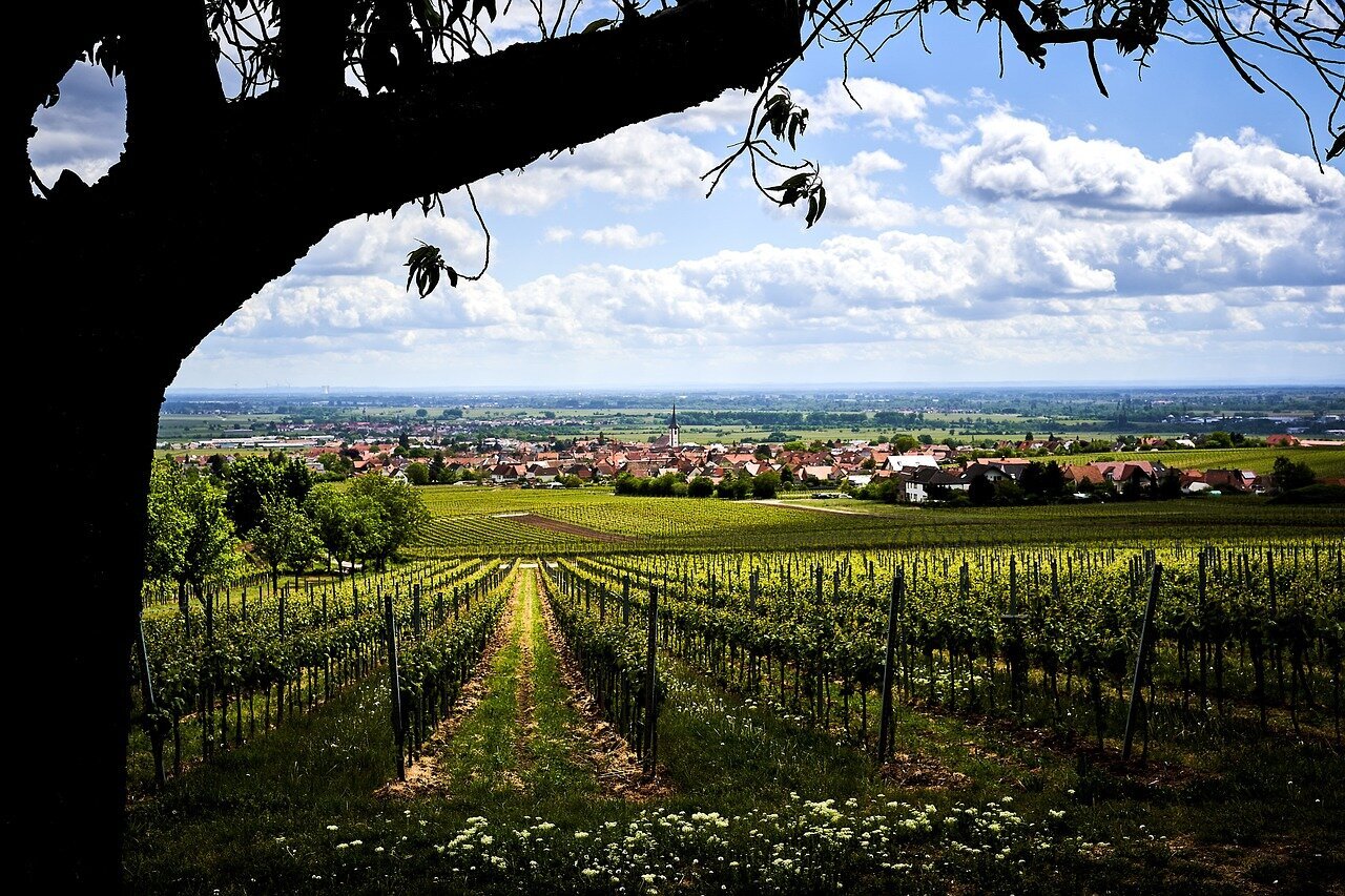 Rieslingtrauben und Mosel