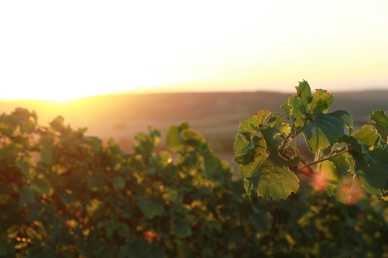 Rieslingtrauben und Mosel