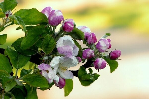 Pfingsten im Alten Land