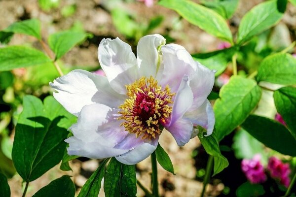 Pfingsten in Hunsrück