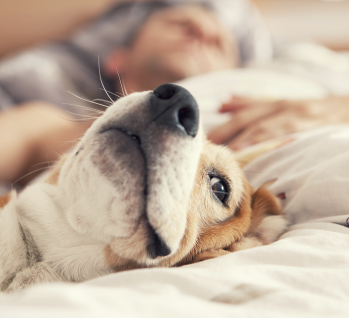 Fauler Beagle liegt im Bett mit seinem schlafenden Besitzer, Quelle: ©Solovyova/istockphoto