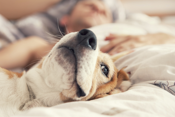 Fauler Beagle liegt im Bett mit seinem schlafenden Besitzer