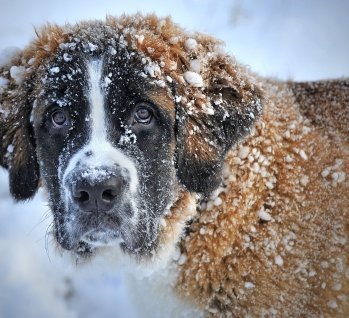 Hund im Schnee, Quelle: claudiawollesen/pixabay