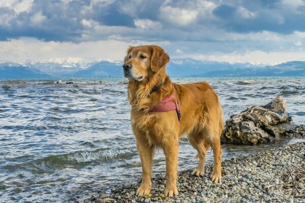 Hund am Bodensee